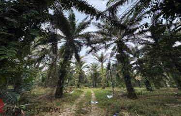 Ulu Choh @ Pekan Nenas – Land