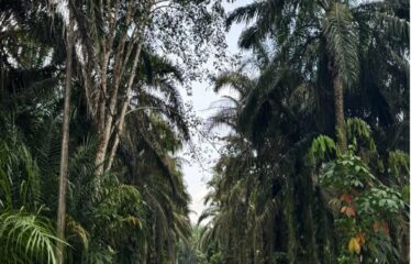 Ulu Choh @ Pekan Nenas – Land