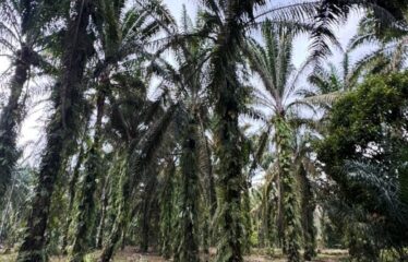 Ulu Choh @ Pekan Nenas – Land